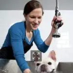 smiling female pet groomer in a blue shirt washing a white French Bulldog in a professional metal grooming tub